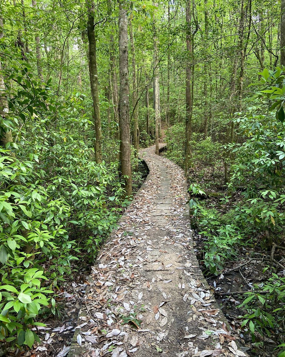Hike on Over to Tuscaloosa