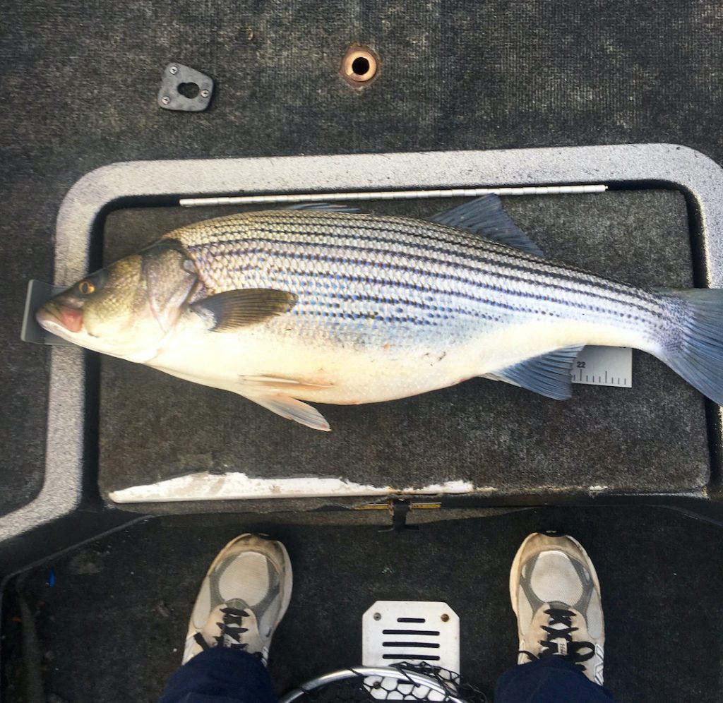 Bass Fishing on the Black Warrior River