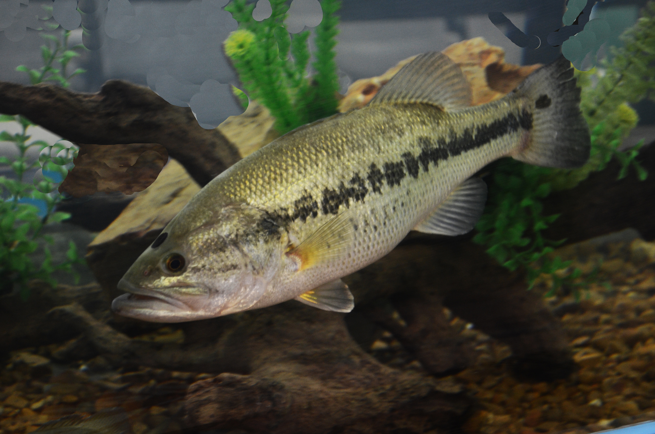 Bet on Soft Plastic Craws for Summertime Bassing at Tuscaloosa County’s Holt Reservoir