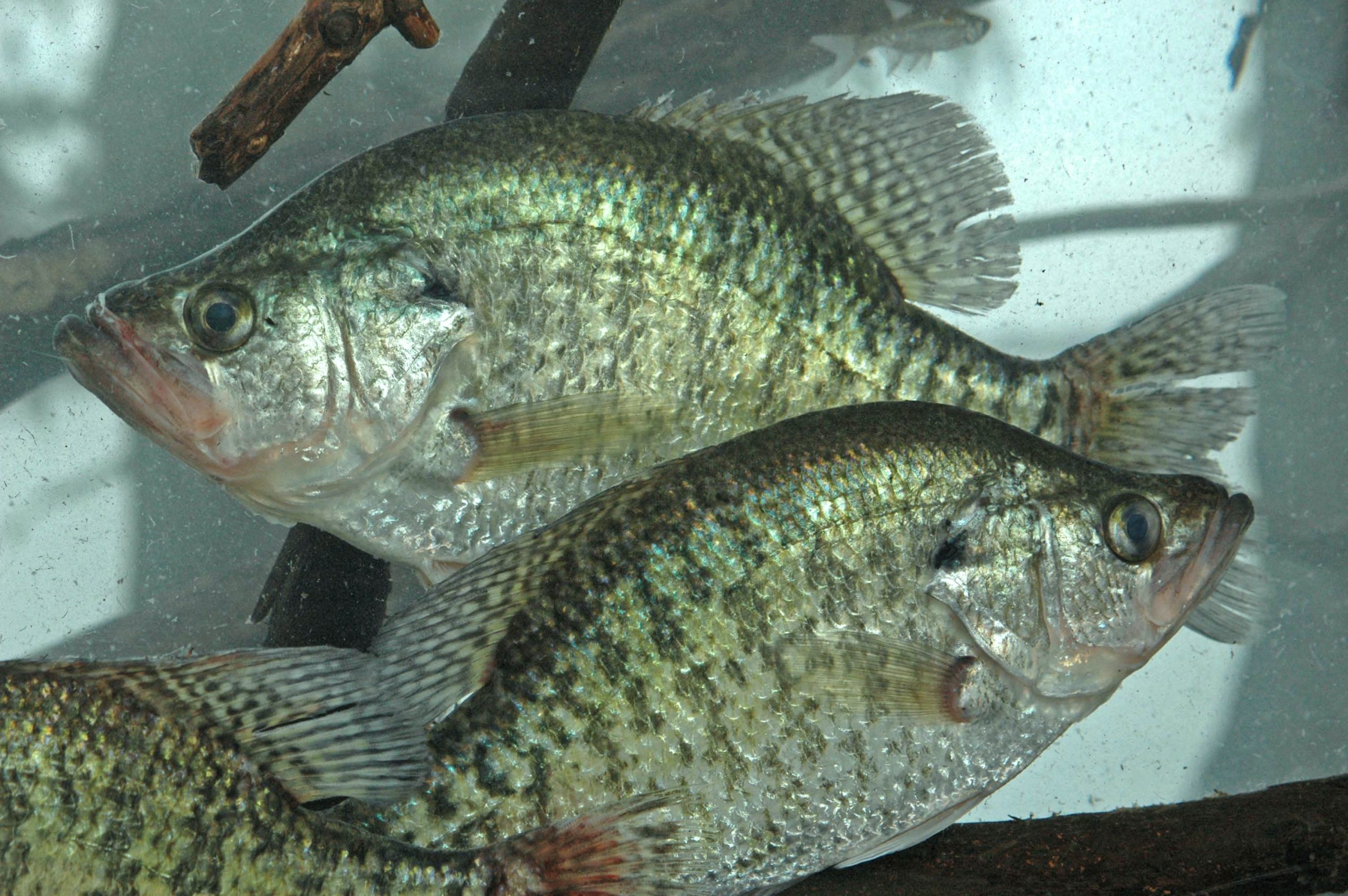 Fish the Bankhead Tailrace and Holt Reservoir with Jalen Conner