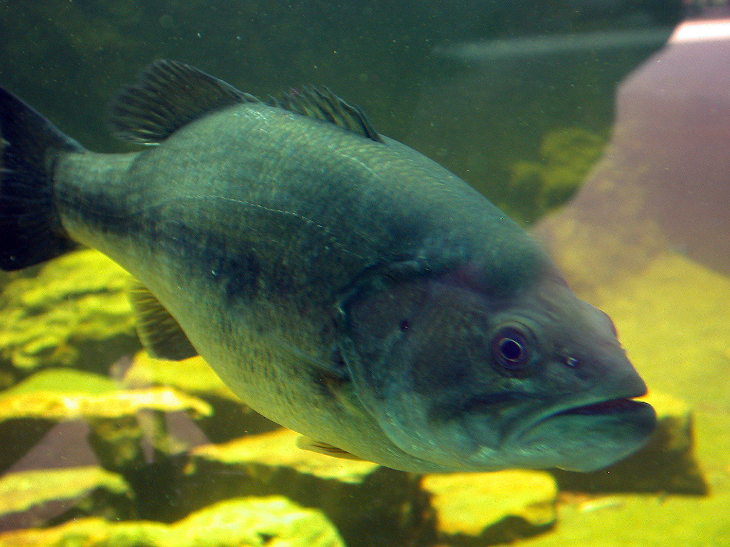 Toby Wilson Explains Catching Bass in Tuscaloosa County