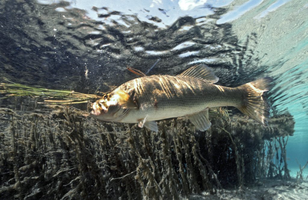 Summertime Muddy River Bass Fishing 