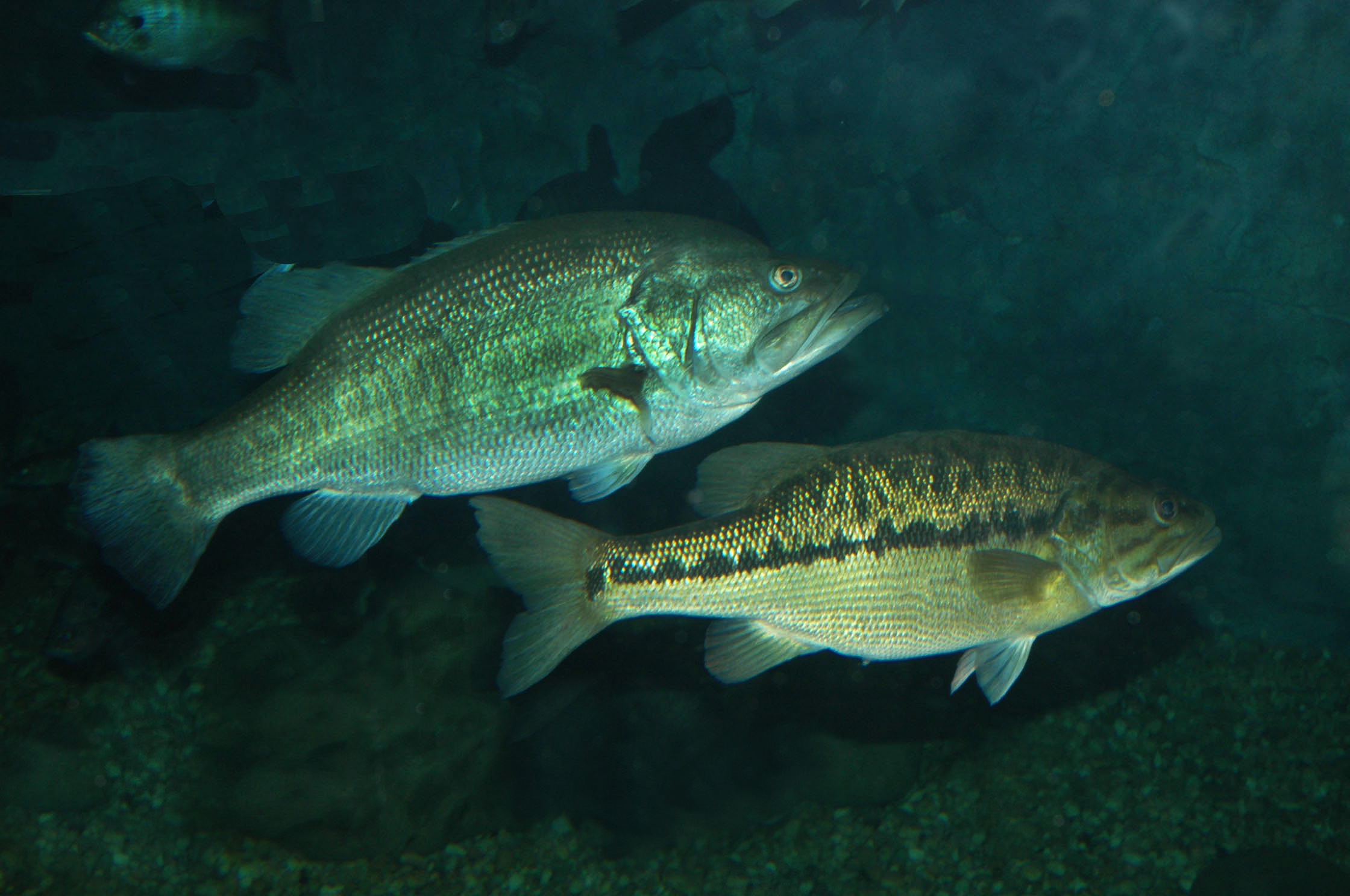 Nighttime Bass Fishing in Hot Weather Below Lock 17 with Adam Hollingsworth