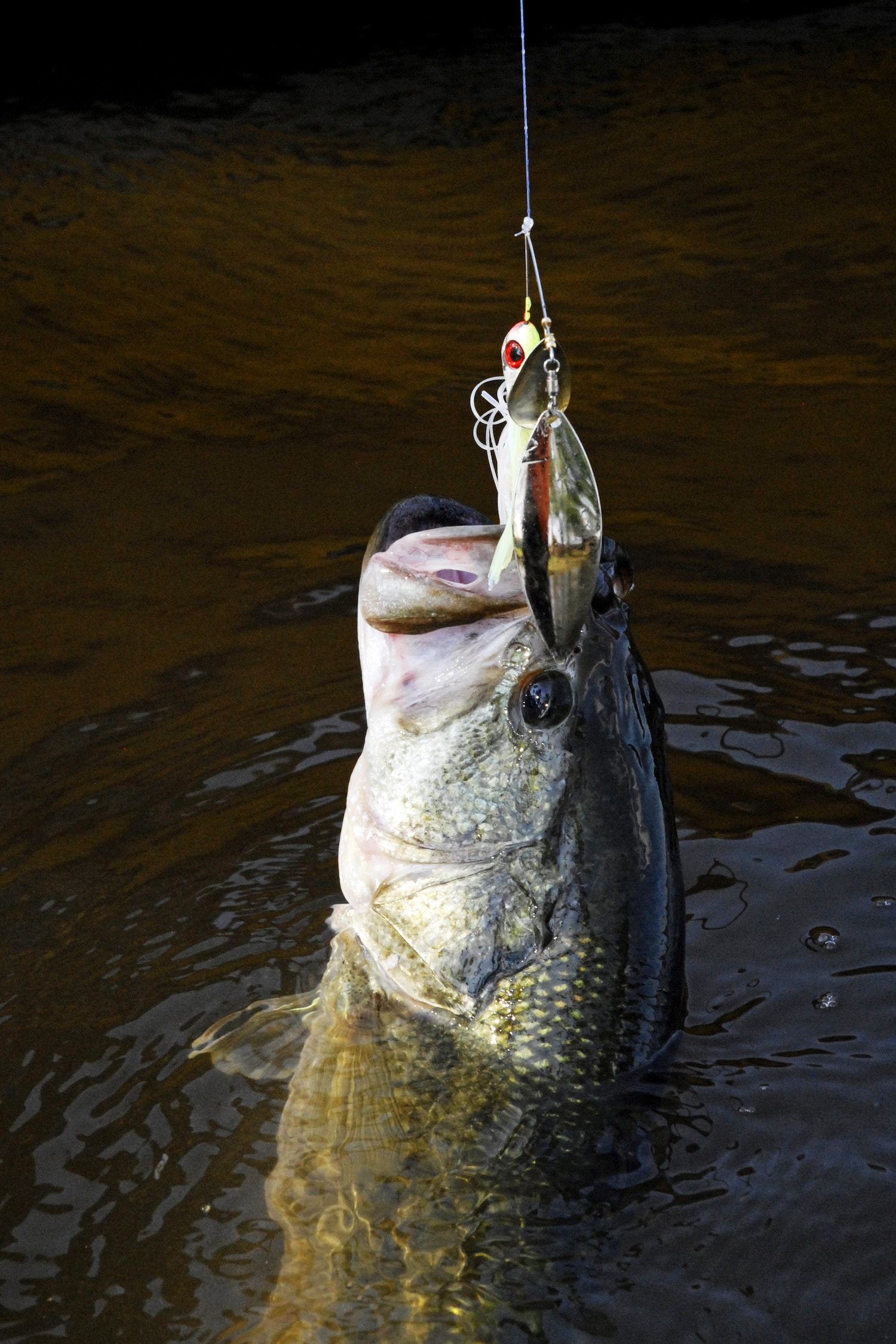 Spinner Baits: Another Tailrace Tactic for Tuscaloosa County’s Black Warrior River with Russell Jones