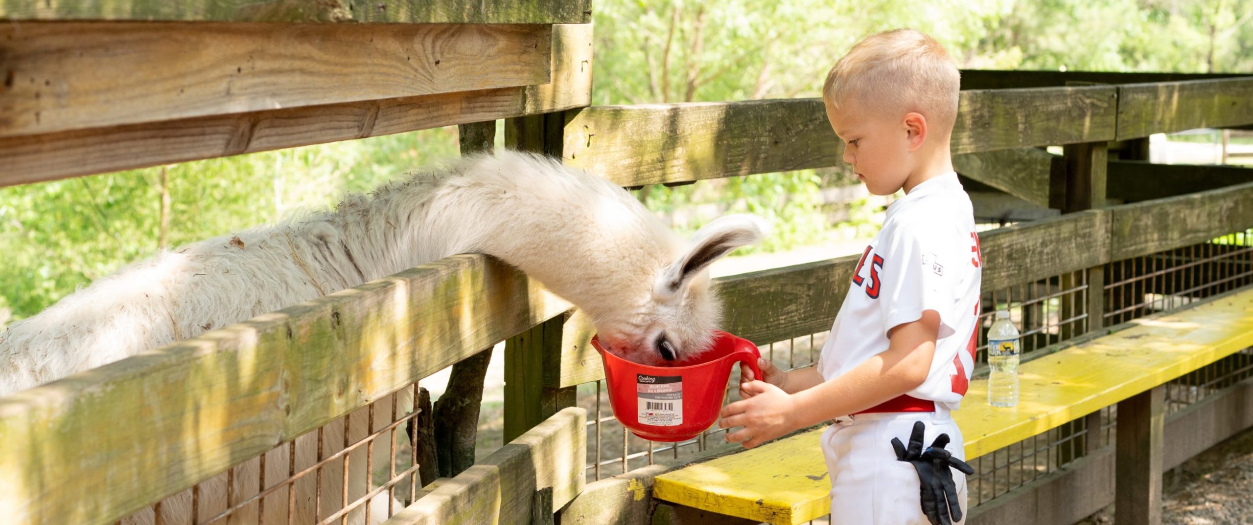A child feeding an animal from a bucket