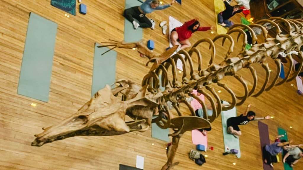 A large dinosaur skeleton dominates a spacious room where people are practicing yoga on colorful mats