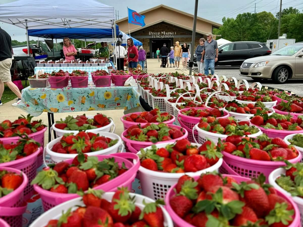 Fresh strawberries and vendors at the Strawberry Festival and Spring Market at the City of Tuscaloosa Farmers Market in April