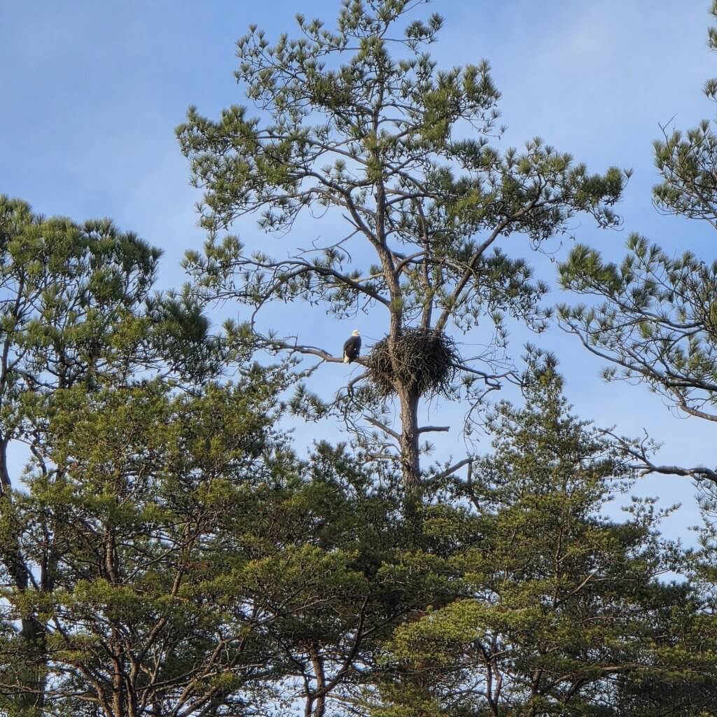 A bald eagle perches on a branch near its large nest built high in a tall pine tree, surrounded by a dense forest canopy in Tuscaloosa, Alabama at Harris Lake.