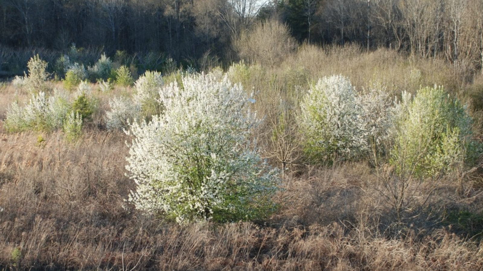 A serene meadow filled with white-flowered trees and shrubs, surrounded by tall grasses and distant trees in Tuscaloosa, Alabama.