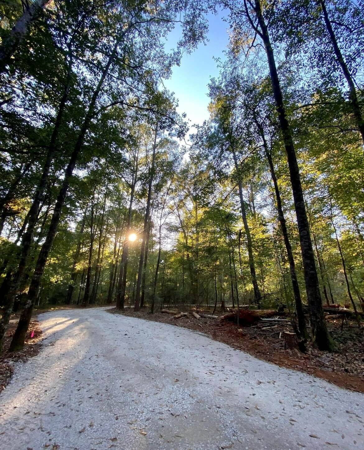 A serene forest path with sunlight filtering through tall trees in Sokol Park South, located in Northport, Alabama.