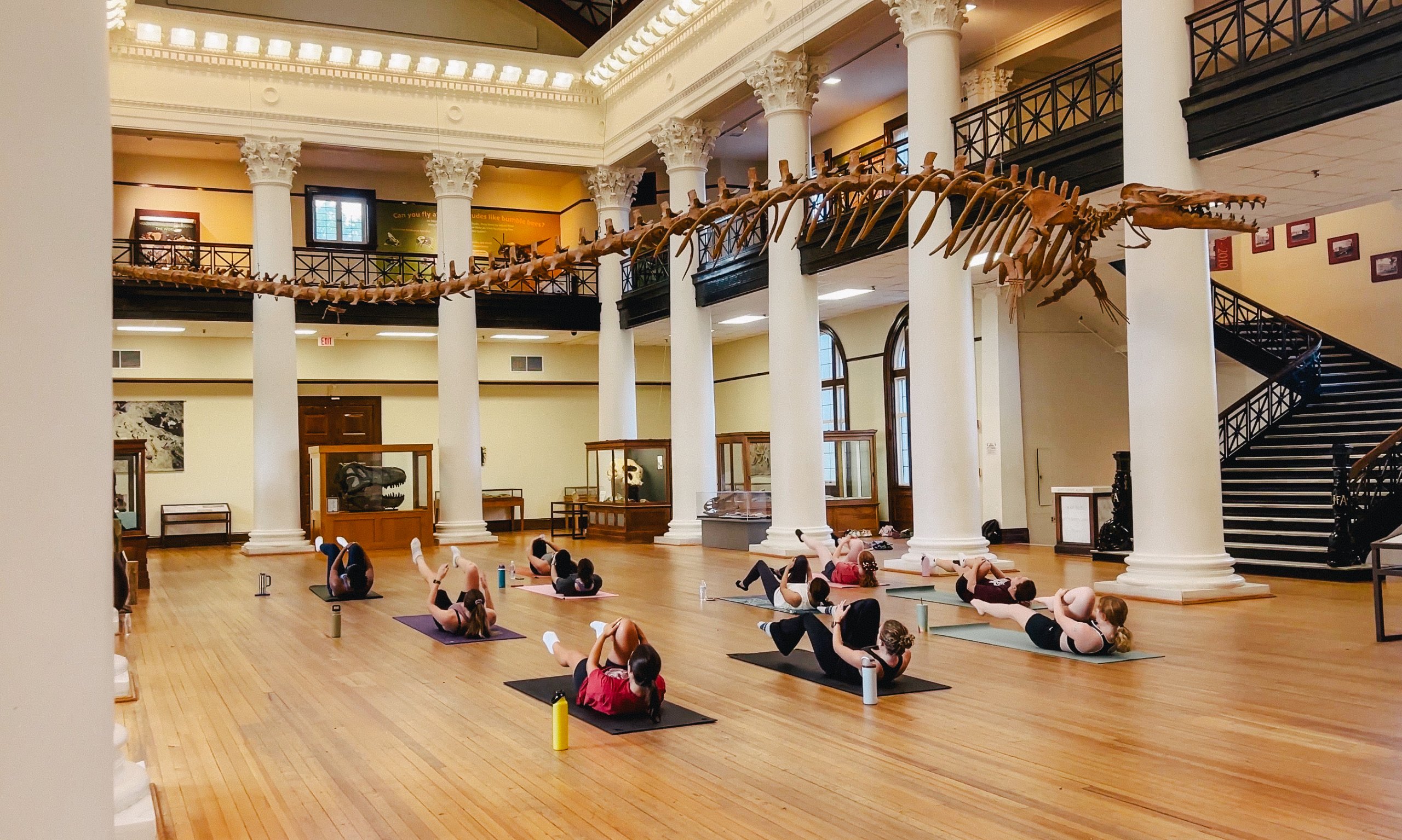A group of people practicing yoga in a museum under a large dinosaur skeleton in Tuscaloosa, Alabama.